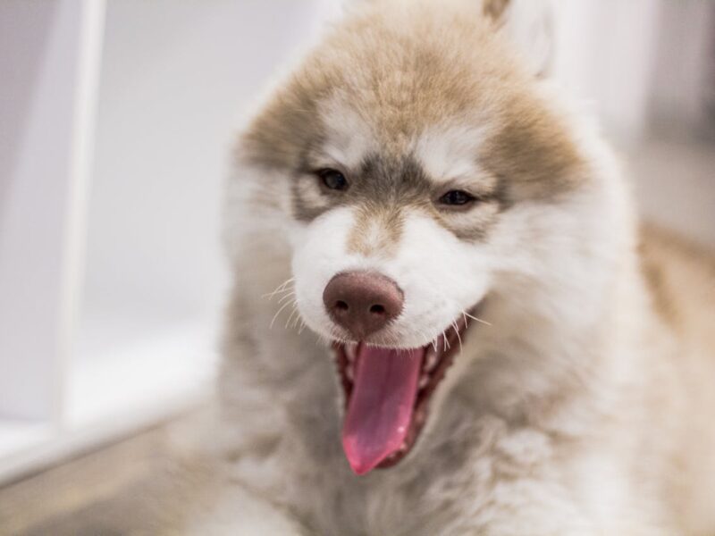 A close-up shot of a white-brown husky